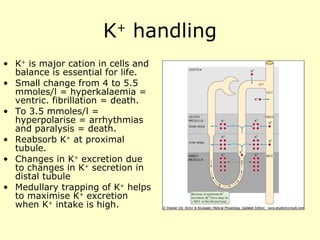 K +  handling K +  is major cation in cells and balance is essential for life. Small change from 4 to 5.5 mmoles/l = hyperkalaemia = ventric. fibrillation = death. To 3.5 mmoles/l = hyperpolarise = arrhythmias and paralysis = death. Reabsorb K +  at proximal tubule. Changes in K +  excretion due to changes in K +  secretion in distal tubule Medullary trapping of K +  helps to maximise K +  excretion when K +  intake is high. 
