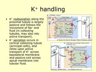 K +  handling K +   reabsorption  along the proximal tubule is largely passive and follows the movement of Na +  and fluid (in collecting tubules, may also rely active transport). K +   secretion  occurs in cortical collecting tubule (principal cells), and relies upon active transport of K +  across basolateral membrane and passive exit across apical membrane into tubular fluid. 