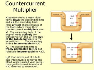 Countercurrent Multiplier Countercurrent is easy, fluid flows  down  the descending limb and  up  the ascending limb. The  critical  characteristics of the loops which make them countercurrent  multipliers  are: 1. The ascending limb of the loop of Henle  actively  co-transports Na +  and Cl -  ions  out of the tubule lumen  into the interstitium.  The ascending limb is  impermeable  to H 2 O. 2. The descending limb is  freely permeable to H 2 O  but relatively  impermeable  to NaCl. H 2 O that moves out of tubule into intersitium is removed the blood vessels called vasa recta – thus gradients maintained and H 2 O returned to circulation. 