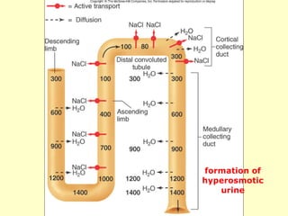formation of hyperosmotic urine 