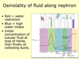Osmolality of fluid along nephron Red = water restriction Blue = high water intake Initial concentration of tubular fluid at loop of Henle, then finally at collecting ducts.  