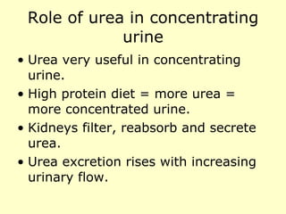 Role of urea in concentrating urine Urea very useful in concentrating urine. High protein diet = more urea = more concentrated urine. Kidneys filter, reabsorb and secrete urea. Urea excretion rises with increasing urinary flow. 