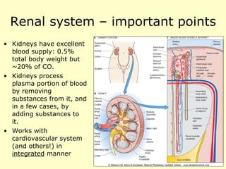 Renal system – important points Kidneys have excellent blood supply: 0.5% total body weight but ~20% of CO. Kidneys process plasma portion of blood by removing substances from it, and in a few cases, by adding substances to it. Works with cardiovascular system (and others!) in  integrated  manner 