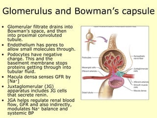 Glomerulus and Bowman’s capsule Glomerular filtrate drains into Bowman’s space, and then into proximal convoluted tubule. Endothelium has pores to allow small molecules through. Podocytes have negative charge. This and the basement membrane stops proteins getting through into tubular fluid. Macula densa senses GFR by [Na + ] Juxtaglomerular (JG) apparatus includes JG cells that secrete renin. JGA helps regulate renal blood flow, GFR and also indirectly, modulates Na +  balance and systemic BP 