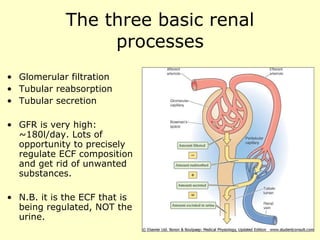 The three basic renal processes Glomerular filtration Tubular reabsorption Tubular secretion GFR is very high: ~180l/day. Lots of opportunity to precisely regulate ECF composition and get rid of unwanted substances. N.B. it is the ECF that is being regulated, NOT the urine. 