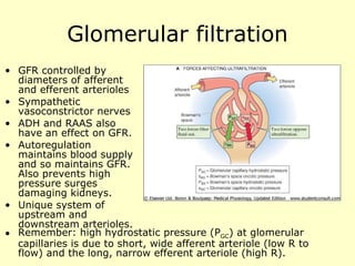 Glomerular filtration GFR controlled by diameters of afferent and efferent arterioles Sympathetic vasoconstrictor nerves ADH and RAAS also have an effect on GFR. Autoregulation maintains blood supply and so maintains GFR. Also prevents high pressure surges damaging kidneys. Unique system of upstream and downstream arterioles. Remember: high hydrostatic pressure (P GC ) at glomerular capillaries is due to short, wide afferent arteriole (low R to flow) and the long, narrow efferent arteriole (high R). 