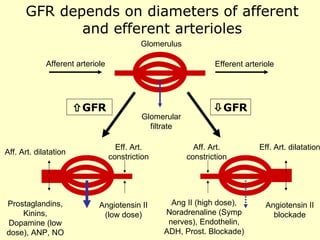 GFR depends on diameters of afferent and efferent arterioles  GFR  GFR Glomerulus Afferent arteriole Efferent arteriole Glomerular filtrate Aff. Art. dilatation Eff. Art. dilatation Eff. Art. constriction Aff. Art. constriction Prostaglandins, Kinins, Dopamine (low dose), ANP, NO Angiotensin II (low dose) Angiotensin II blockade Ang II (high dose), Noradrenaline (Symp nerves), Endothelin, ADH, Prost. Blockade) 