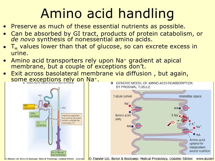 Renal physiology introduction.