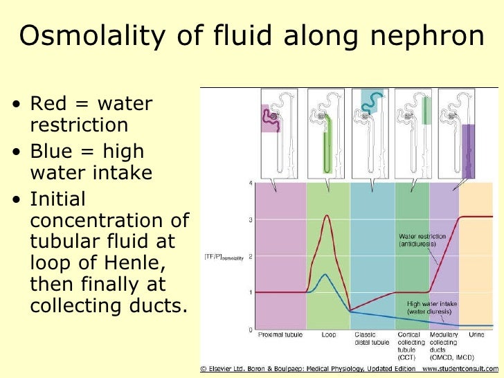 Renal physiology introduction.