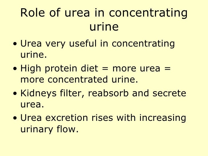 Renal physiology introduction.