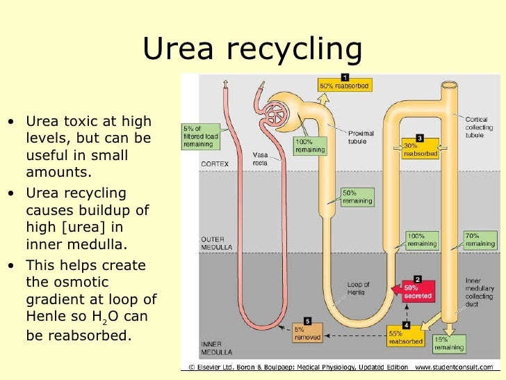 Renal physiology introduction. diagram duarte 
