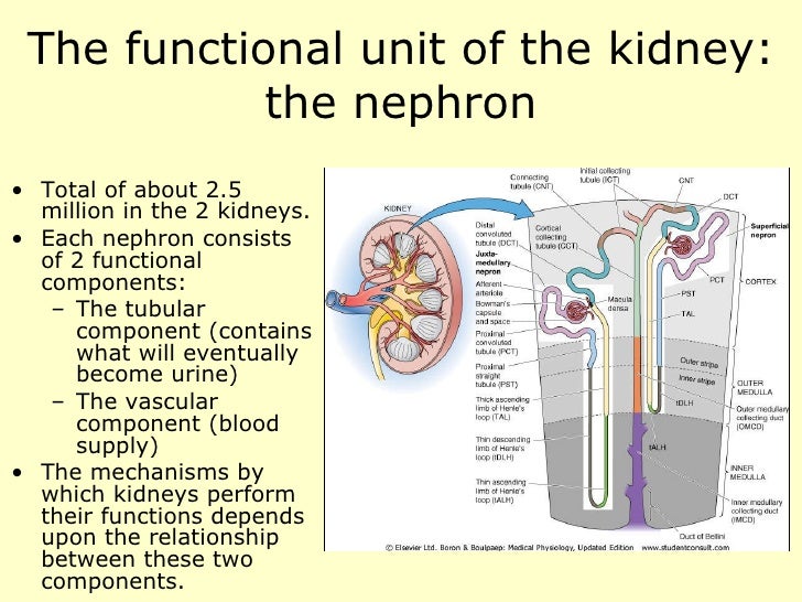 Renal physiology introduction.