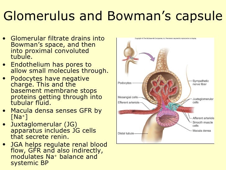 Renal physiology introduction.