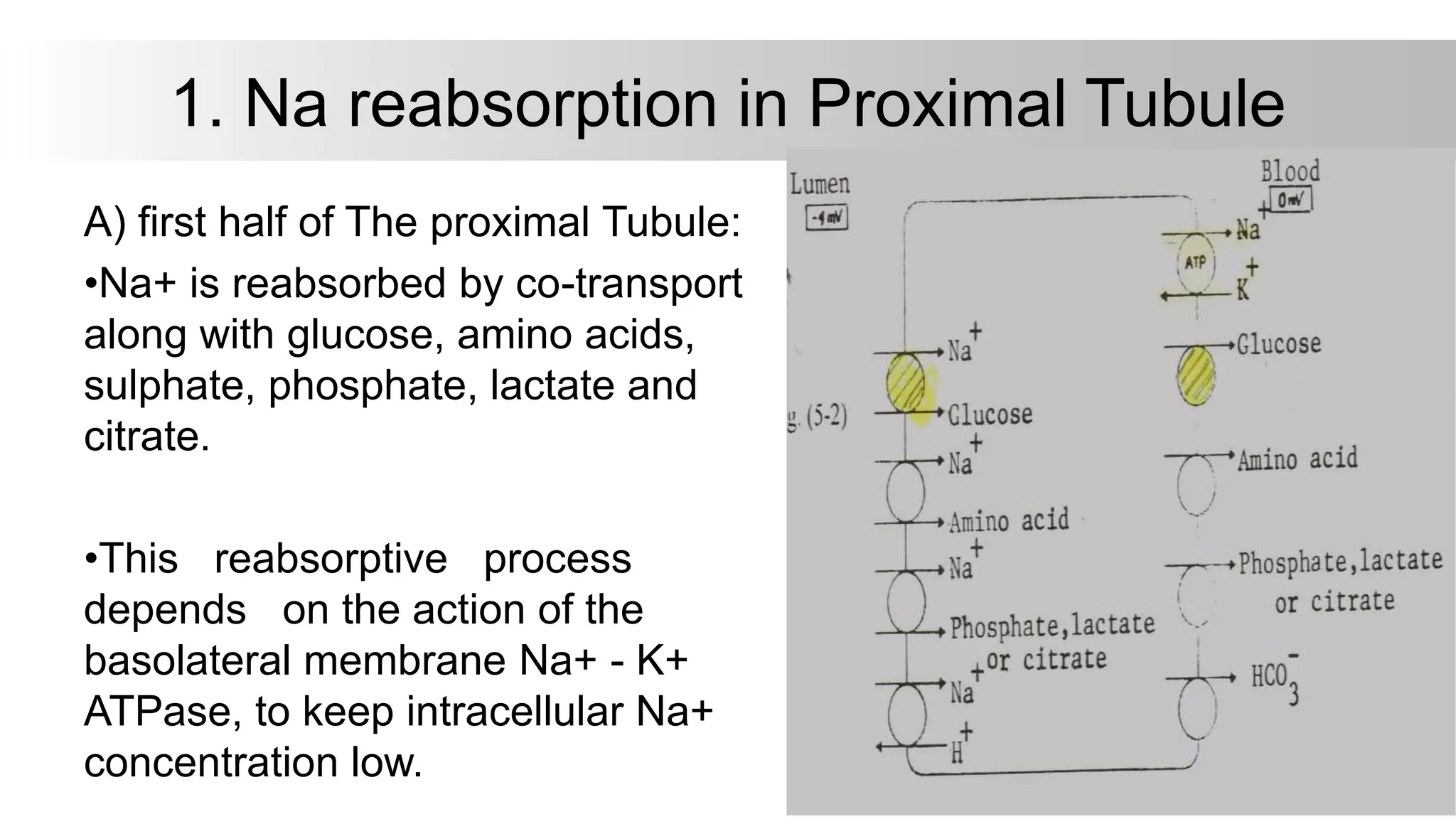 1. Na reabsorption in Proximal Tubule
A) first half of The proximal Tubule:
•Na+ is reabsorbed by co-transport
along with glucose, amino acids,
sulphate, phosphate, lactate and
citrate.
•This reabsorptive process
depends on the action of the
basolateral membrane Na+ - K+
ATPase, to keep intracellular Na+
concentration low.
 