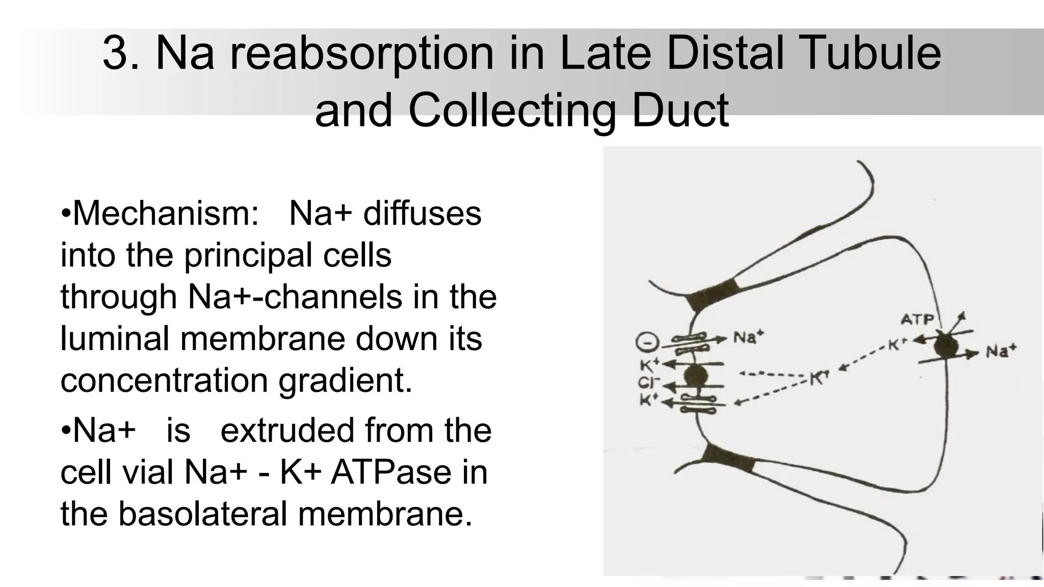 3. Na reabsorption in Late Distal Tubule
and Collecting Duct
•Mechanism: Na+ diffuses
into the principal cells
through Na+-channels in the
luminal membrane down its
concentration gradient.
•Na+ is extruded from the
cell vial Na+ - K+ ATPase in
the basolateral membrane.
 