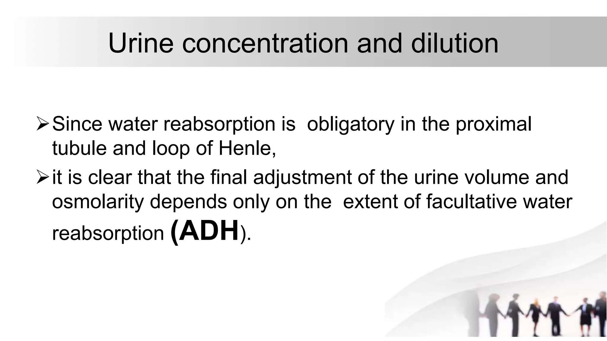 Urine concentration and dilution
Since water reabsorption is obligatory in the proximal
tubule and loop of Henle,
it is clear that the final adjustment of the urine volume and
osmolarity depends only on the extent of facultative water
reabsorption (ADH).
 