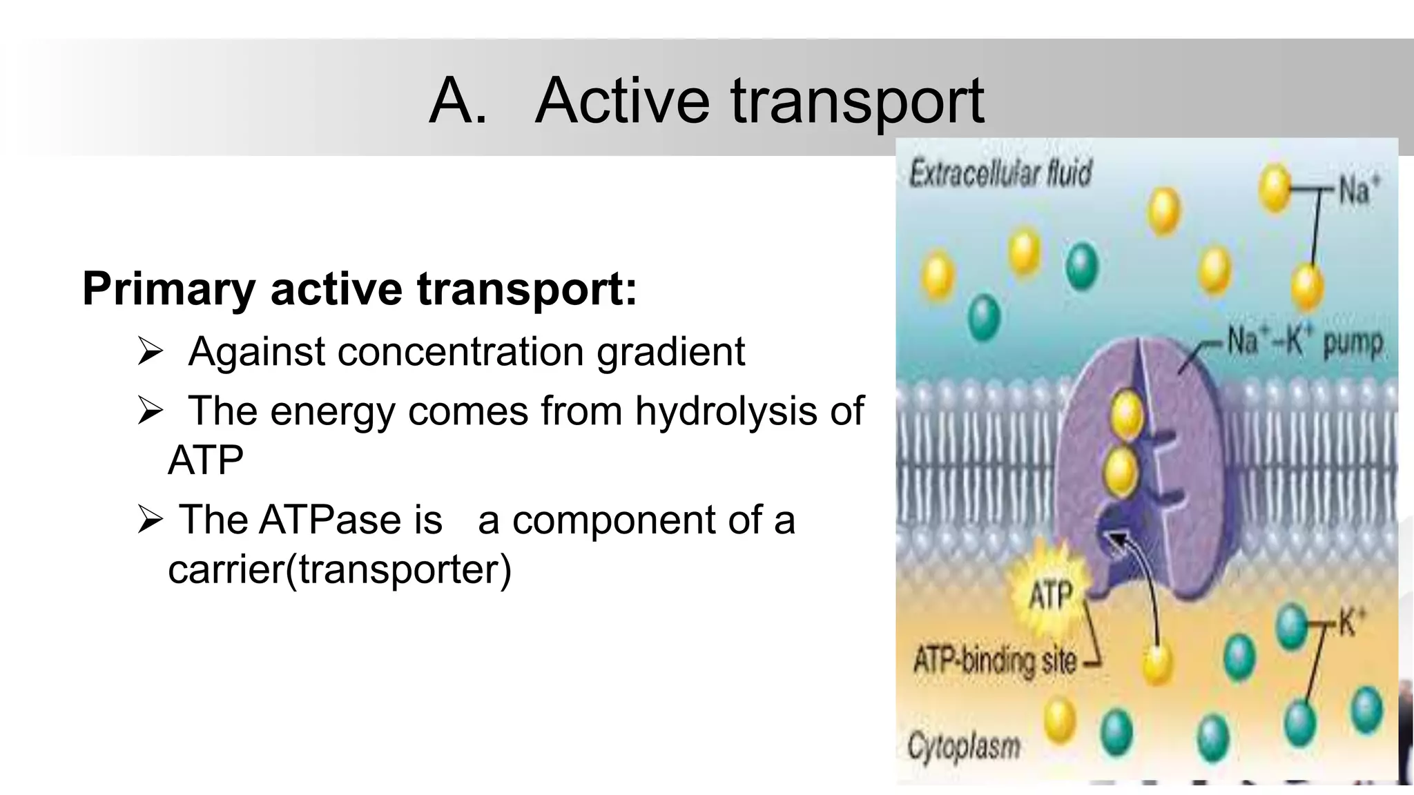 A. Active transport
Primary active transport:
 Against concentration gradient
 The energy comes from hydrolysis of
ATP
 The ATPase is a component of a
carrier(transporter)
 