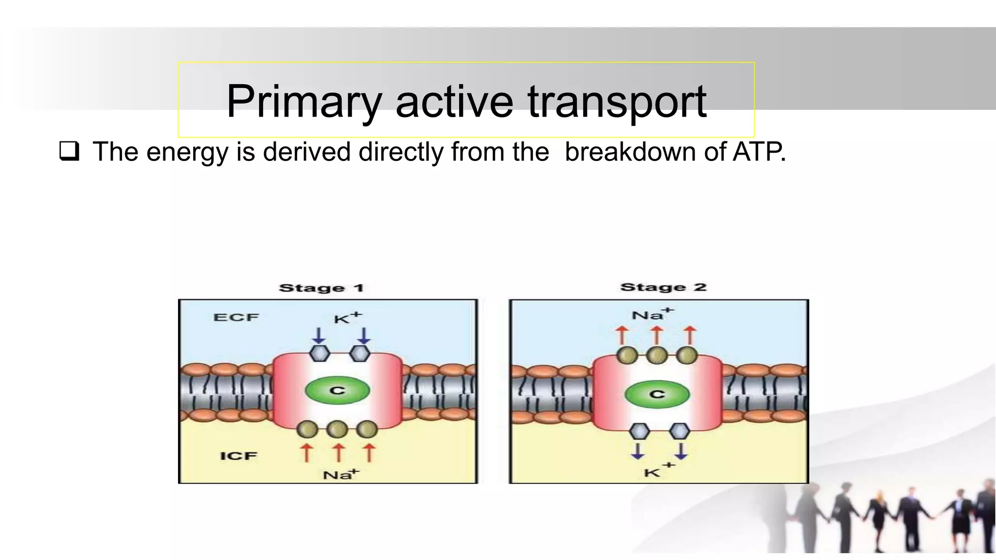 Primary active transport
 The energy is derived directly from the breakdown of ATP.
 