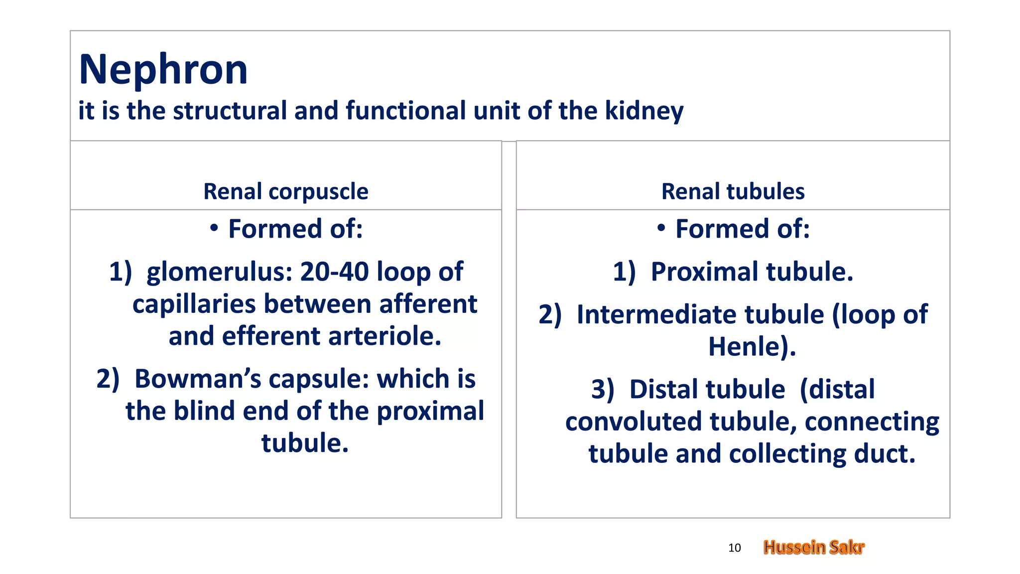 Nephron
it is the structural and functional unit of the kidney
Renal corpuscle
• Formed of:
1) glomerulus: 20-40 loop of
capillaries between afferent
and efferent arteriole.
2) Bowman’s capsule: which is
the blind end of the proximal
tubule.
Renal tubules
• Formed of:
1) Proximal tubule.
2) Intermediate tubule (loop of
Henle).
3) Distal tubule (distal
convoluted tubule, connecting
tubule and collecting duct.
10
 