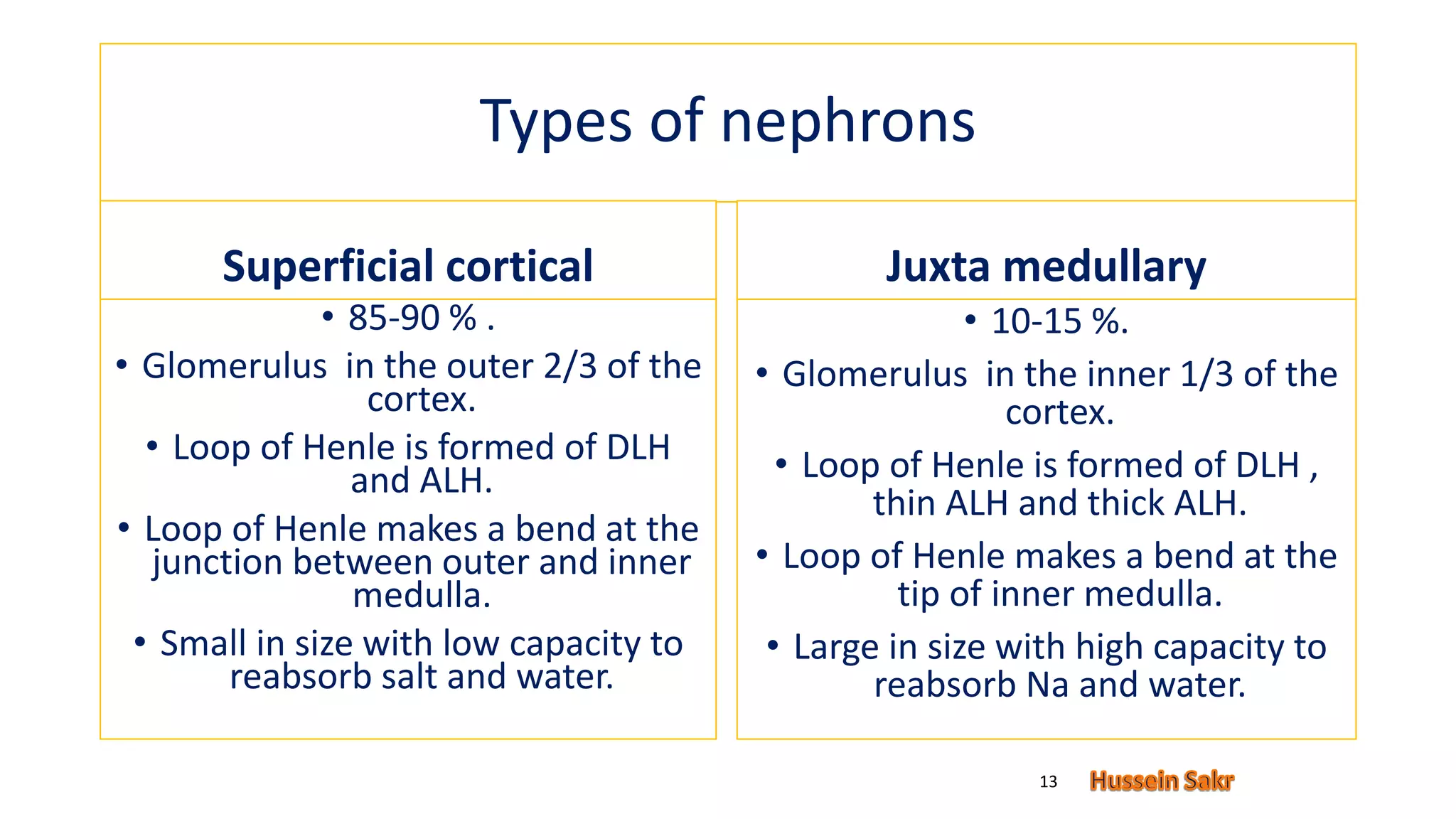 Types of nephrons
Superficial cortical
• 85-90 % .
• Glomerulus in the outer 2/3 of the
cortex.
• Loop of Henle is formed of DLH
and ALH.
• Loop of Henle makes a bend at the
junction between outer and inner
medulla.
• Small in size with low capacity to
reabsorb salt and water.
Juxta medullary
• 10-15 %.
• Glomerulus in the inner 1/3 of the
cortex.
• Loop of Henle is formed of DLH ,
thin ALH and thick ALH.
• Loop of Henle makes a bend at the
tip of inner medulla.
• Large in size with high capacity to
reabsorb Na and water.
13
 