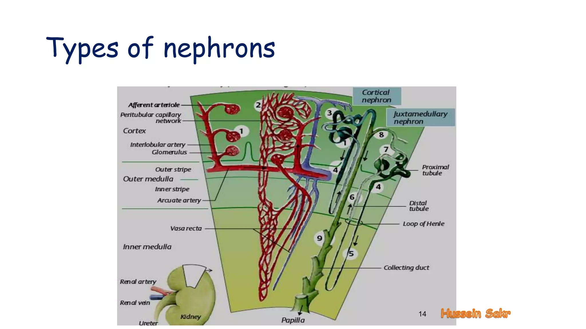 Types of nephrons
14
 