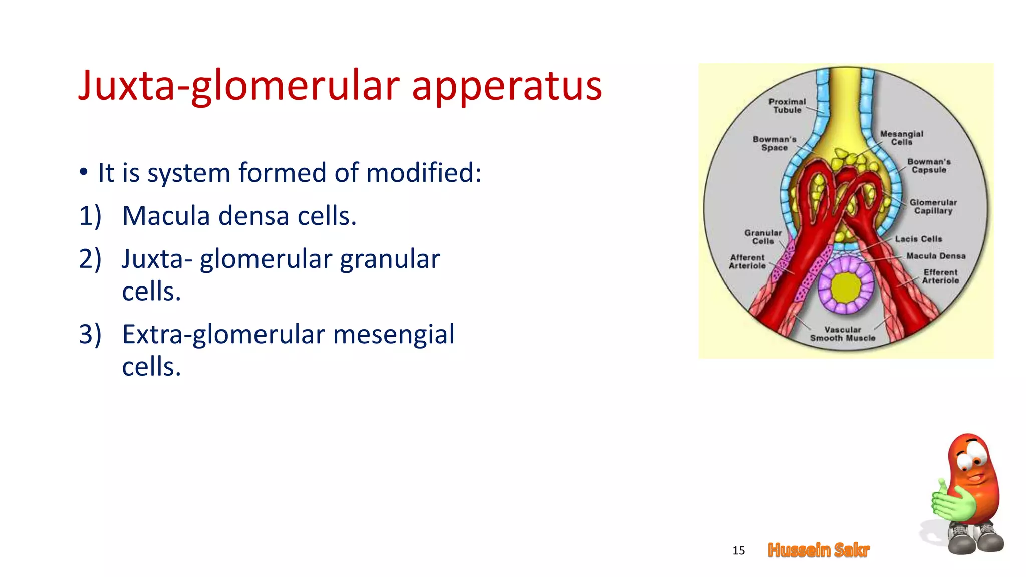 Juxta-glomerular apperatus
• It is system formed of modified:
1) Macula densa cells.
2) Juxta- glomerular granular
cells.
3) Extra-glomerular mesengial
cells.
15
 