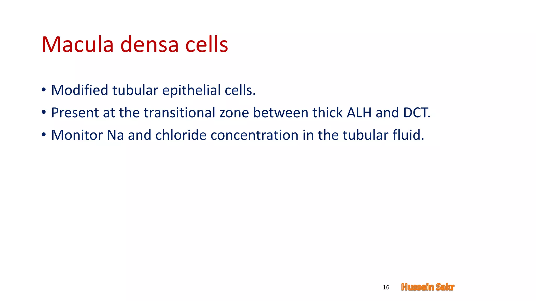 Macula densa cells
• Modified tubular epithelial cells.
• Present at the transitional zone between thick ALH and DCT.
• Monitor Na and chloride concentration in the tubular fluid.
16
 