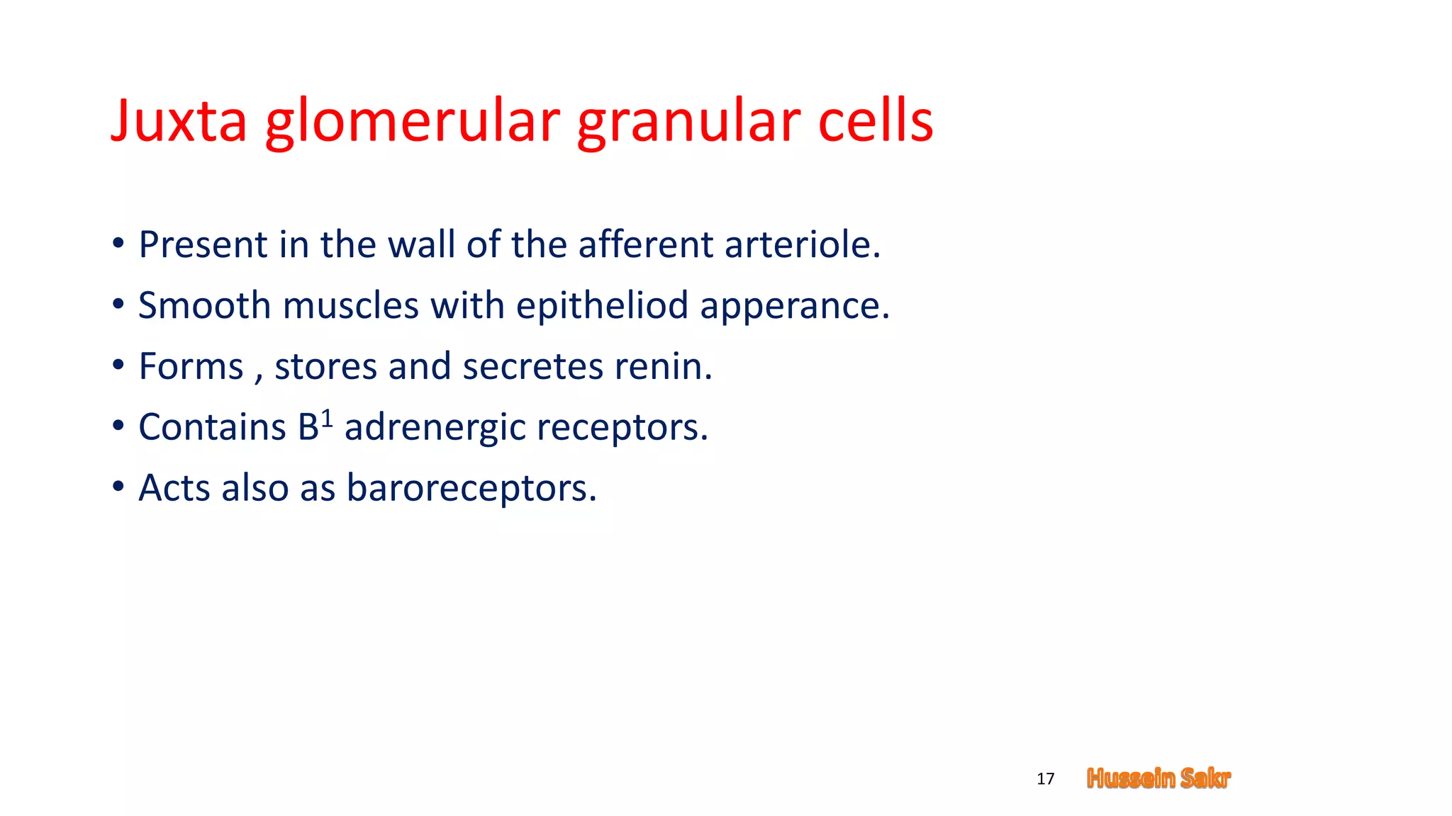 Juxta glomerular granular cells
• Present in the wall of the afferent arteriole.
• Smooth muscles with epitheliod apperance.
• Forms , stores and secretes renin.
• Contains B1 adrenergic receptors.
• Acts also as baroreceptors.
17
 