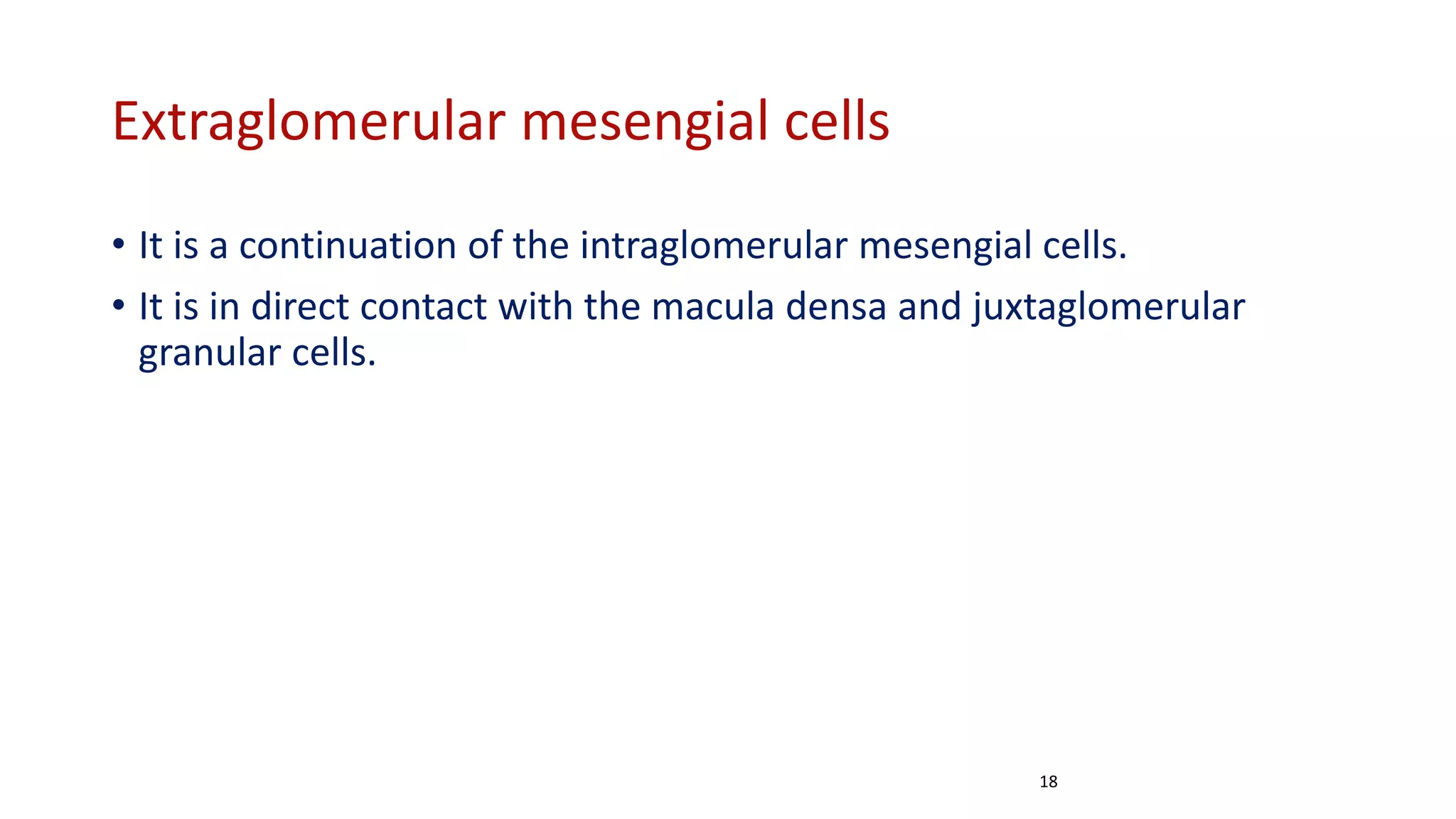 Extraglomerular mesengial cells
• It is a continuation of the intraglomerular mesengial cells.
• It is in direct contact with the macula densa and juxtaglomerular
granular cells.
18
 