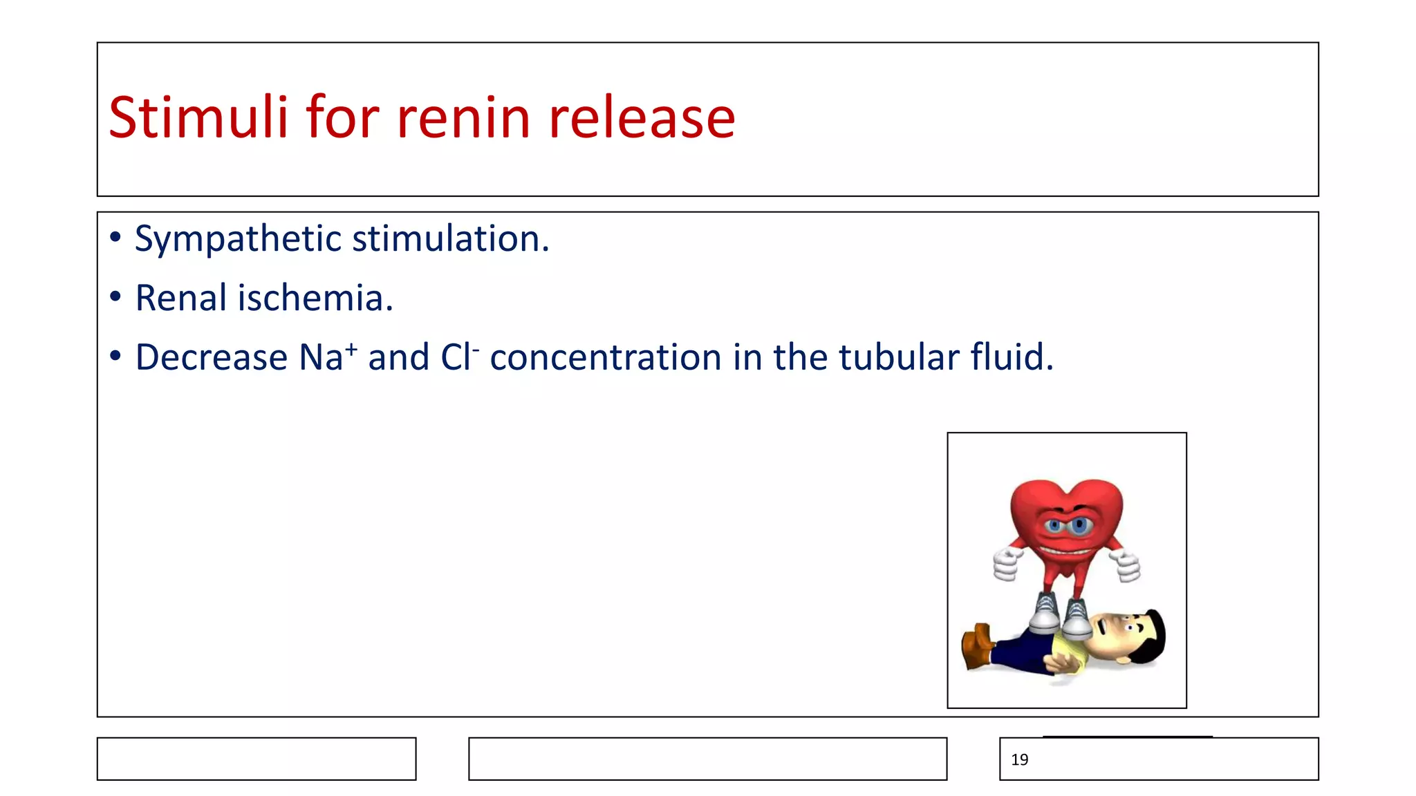 Stimuli for renin release
• Sympathetic stimulation.
• Renal ischemia.
• Decrease Na+ and Cl- concentration in the tubular fluid.
19
 