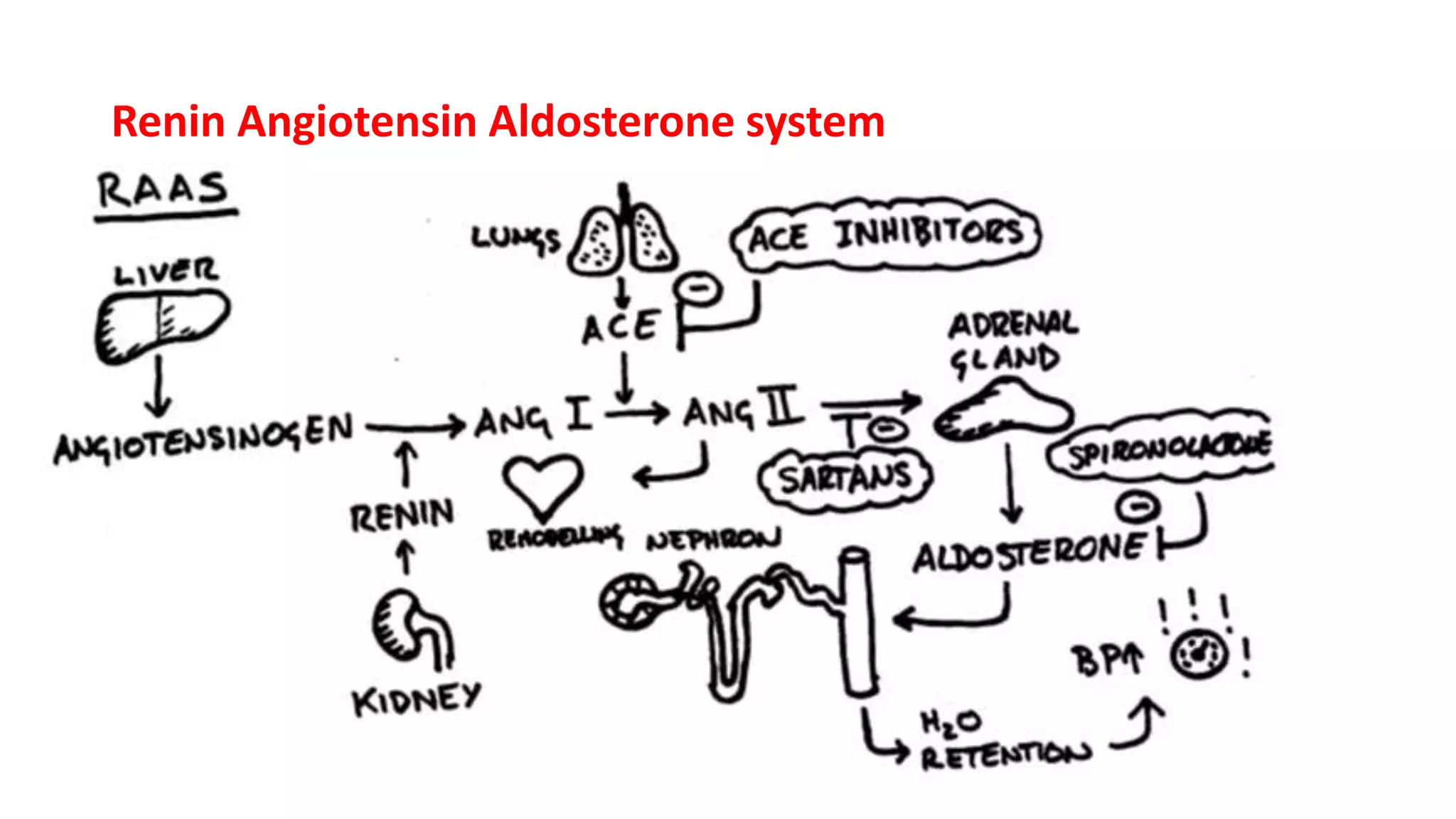 Renin Angiotensin Aldosterone system
21
 