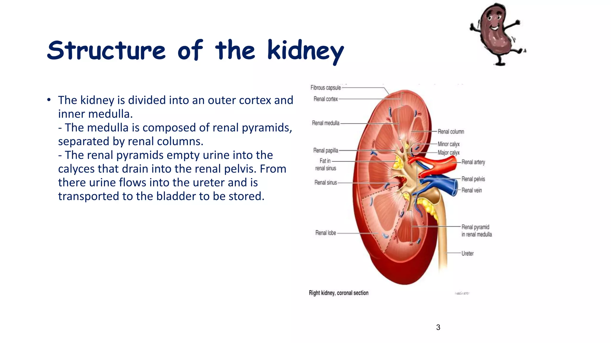 Structure of the kidney
• The kidney is divided into an outer cortex and
inner medulla.
- The medulla is composed of renal pyramids,
separated by renal columns.
- The renal pyramids empty urine into the
calyces that drain into the renal pelvis. From
there urine flows into the ureter and is
transported to the bladder to be stored.
3
 