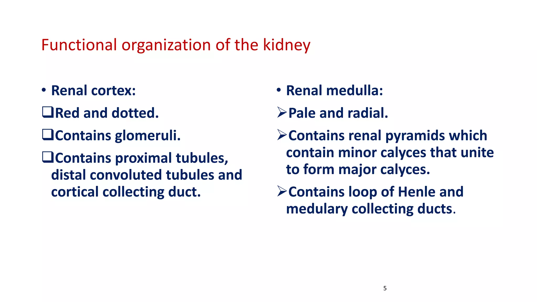 Functional organization of the kidney
• Renal cortex:
Red and dotted.
Contains glomeruli.
Contains proximal tubules,
distal convoluted tubules and
cortical collecting duct.
• Renal medulla:
Pale and radial.
Contains renal pyramids which
contain minor calyces that unite
to form major calyces.
Contains loop of Henle and
medulary collecting ducts.
5
 