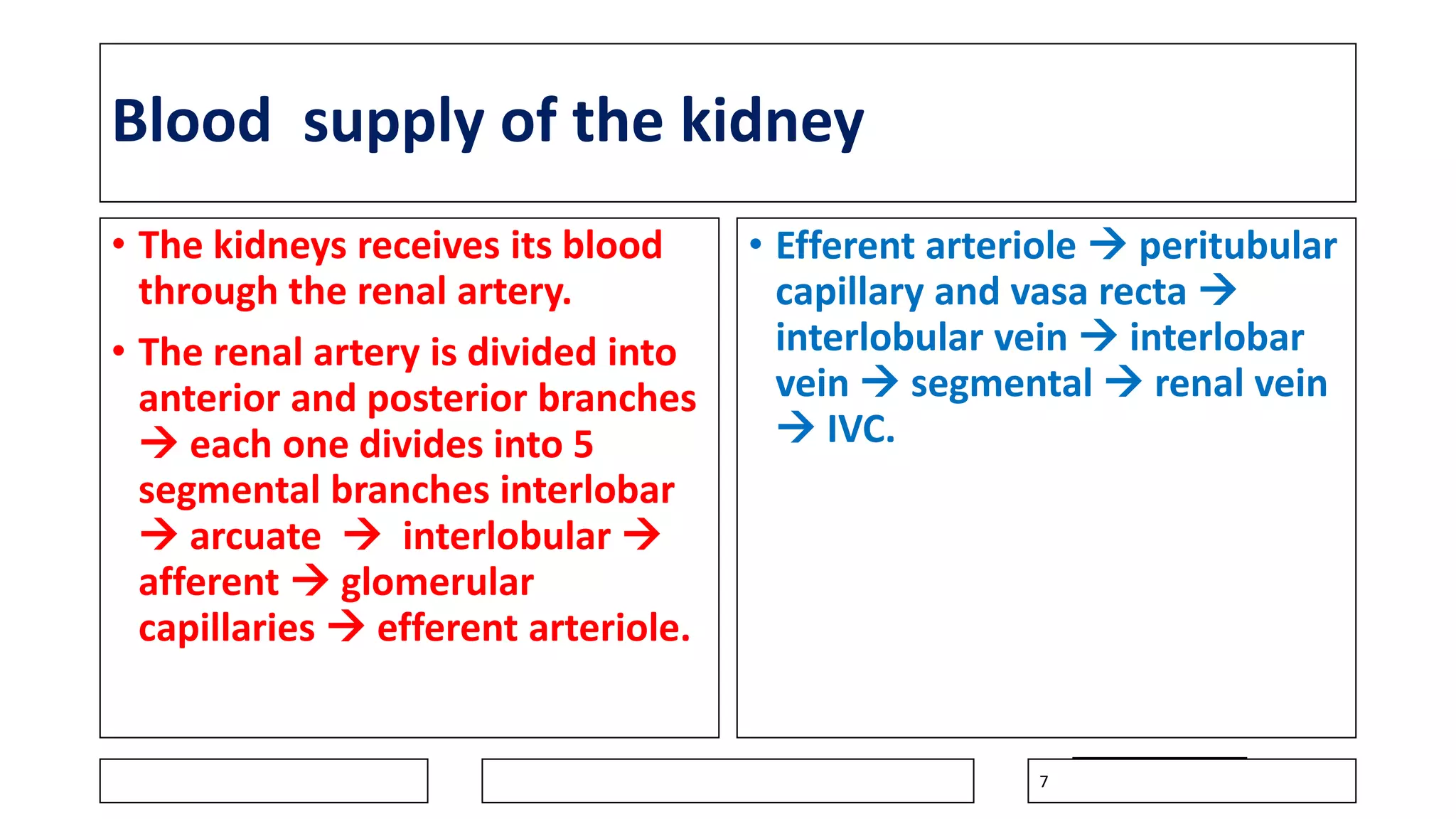 Blood supply of the kidney
• The kidneys receives its blood
through the renal artery.
• The renal artery is divided into
anterior and posterior branches
 each one divides into 5
segmental branches interlobar
 arcuate  interlobular 
afferent  glomerular
capillaries  efferent arteriole.
• Efferent arteriole  peritubular
capillary and vasa recta 
interlobular vein  interlobar
vein  segmental  renal vein
 IVC.
7
 