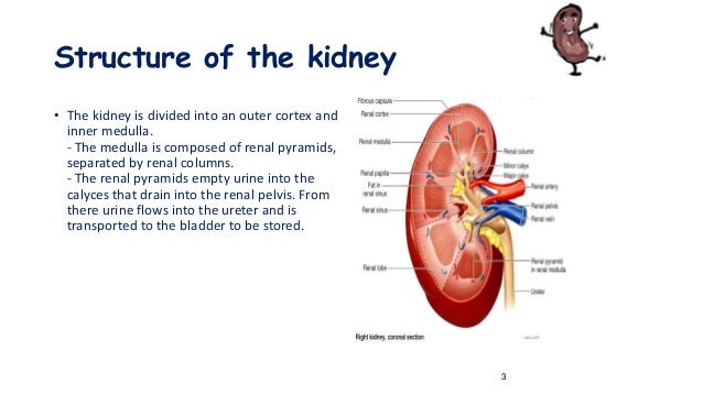 Renal physiology, nephron structure, function,jga. hussein ... diagram of bladder and kidneys 