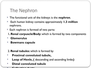 Comprehensive Overview of the Nephron and Renal System Functions | PPTX