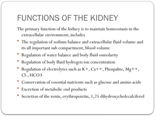 Comprehensive Overview of the Nephron and Renal System Functions | PPTX
