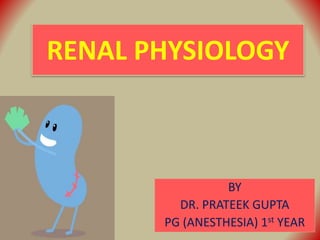 RENAL PHYSIOLOGY
BY
DR. PRATEEK GUPTA
PG (ANESTHESIA) 1st YEAR
 