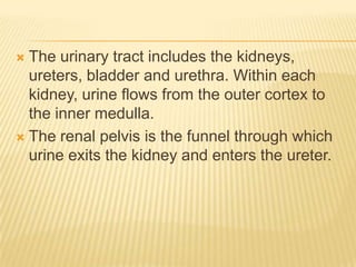  The urinary tract includes the kidneys,
  ureters, bladder and urethra. Within each
  kidney, urine flows from the outer cortex to
  the inner medulla.
 The renal pelvis is the funnel through which
  urine exits the kidney and enters the ureter.
 