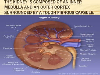 THE KIDNEY IS COMPOSED OF AN INNER
MEDULLA AND AN OUTER CORTEX
SURROUNDED BY A TOUGH FIBROUS CAPSULE.
 
