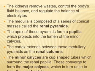  The kidneys remove wastes, control the body's
  fluid balance, and regulate the balance of
  electrolytes
 The medulla is composed of a series of conical
  masses called the renal pyramids.
 The apex of these pyramids form a papilla
  which projects into the lumen of the minor
  calyces.
 The cortex extends between these medullary
  pyramids as the renal columns
 The minor calyces are cup shaped tubes which
  surround the renal papilla. These converge to
  form the major calyces, which in turn unite to
 