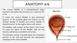 Normal anatomy of the urinary system and their ultrasound findings as ...