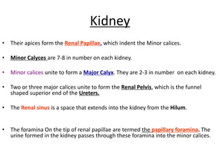 Kidney
• Their apices form the Renal Papillae, which indent the Minor calices.
• Minor Calyces are 7-8 in number on each kidney.
• Minor calices unite to form a Major Calyx. They are 2-3 in number on each kidney.
• Two or three major calices unite to form the Renal Pelvis, which is the funnel
shaped superior end of the Ureters.
• The Renal sinus is a space that extends into the kidney from the Hilum.
• The foramina On the tip of renal papillae are termed the papillary foramina. The
urine formed in the kidney passes through these foramina into the minor calices.
 