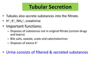 Tubular Secretion
• Tubules also secrete substances into the filtrate.
• H+, K+, NH4
+, creatinine
• Important functions:
– Disposes of substances not in original filtrate (certain drugs
and toxins)
– Bile salts, oxalate, urate and catecholamines
– Disposes of excess K+
• Urine consists of filtered & secreted substances
 