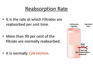 Reabsorption Rate
• It is the rate at which Filtrates are
reabsorbed per unit time.
• More than 99 per cent of the
filtrate are normally reabsorbed.
• It is normally 124 ml/min.
 