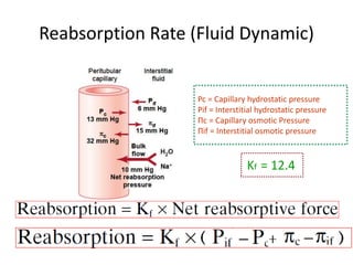 Reabsorption Rate (Fluid Dynamic)
Pc = Capillary hydrostatic pressure
Pif = Interstitial hydrostatic pressure
Πc = Capillary osmotic Pressure
Πif = Interstitial osmotic pressure
Kf = 12.4
 