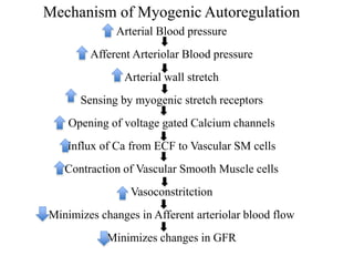 Mechanism of Myogenic Autoregulation
Arterial Blood pressure
Afferent Arteriolar Blood pressure
Arterial wall stretch
Sensing by myogenic stretch receptors
Opening of voltage gated Calcium channels
Influx of Ca from ECF to Vascular SM cells
Contraction of Vascular Smooth Muscle cells
Vasoconstritction
Minimizes changes in Afferent arteriolar blood flow
Minimizes changes in GFR
 