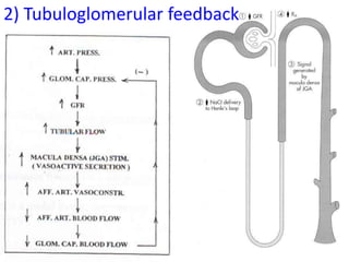 2934
2) Tubuloglomerular feedback
 