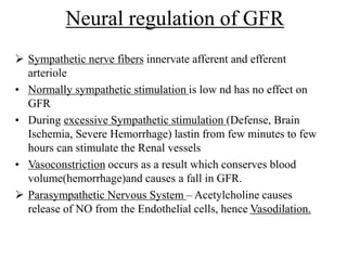 Neural regulation of GFR
 Sympathetic nerve fibers innervate afferent and efferent
arteriole
• Normally sympathetic stimulation is low nd has no effect on
GFR
• During excessive Sympathetic stimulation (Defense, Brain
Ischemia, Severe Hemorrhage) lastin from few minutes to few
hours can stimulate the Renal vessels
• Vasoconstriction occurs as a result which conserves blood
volume(hemorrhage)and causes a fall in GFR.
 Parasympathetic Nervous System – Acetylcholine causes
release of NO from the Endothelial cells, hence Vasodilation.
 