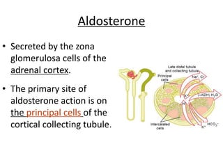 Aldosterone
• Secreted by the zona
glomerulosa cells of the
adrenal cortex.
• The primary site of
aldosterone action is on
the principal cells of the
cortical collecting tubule.
 